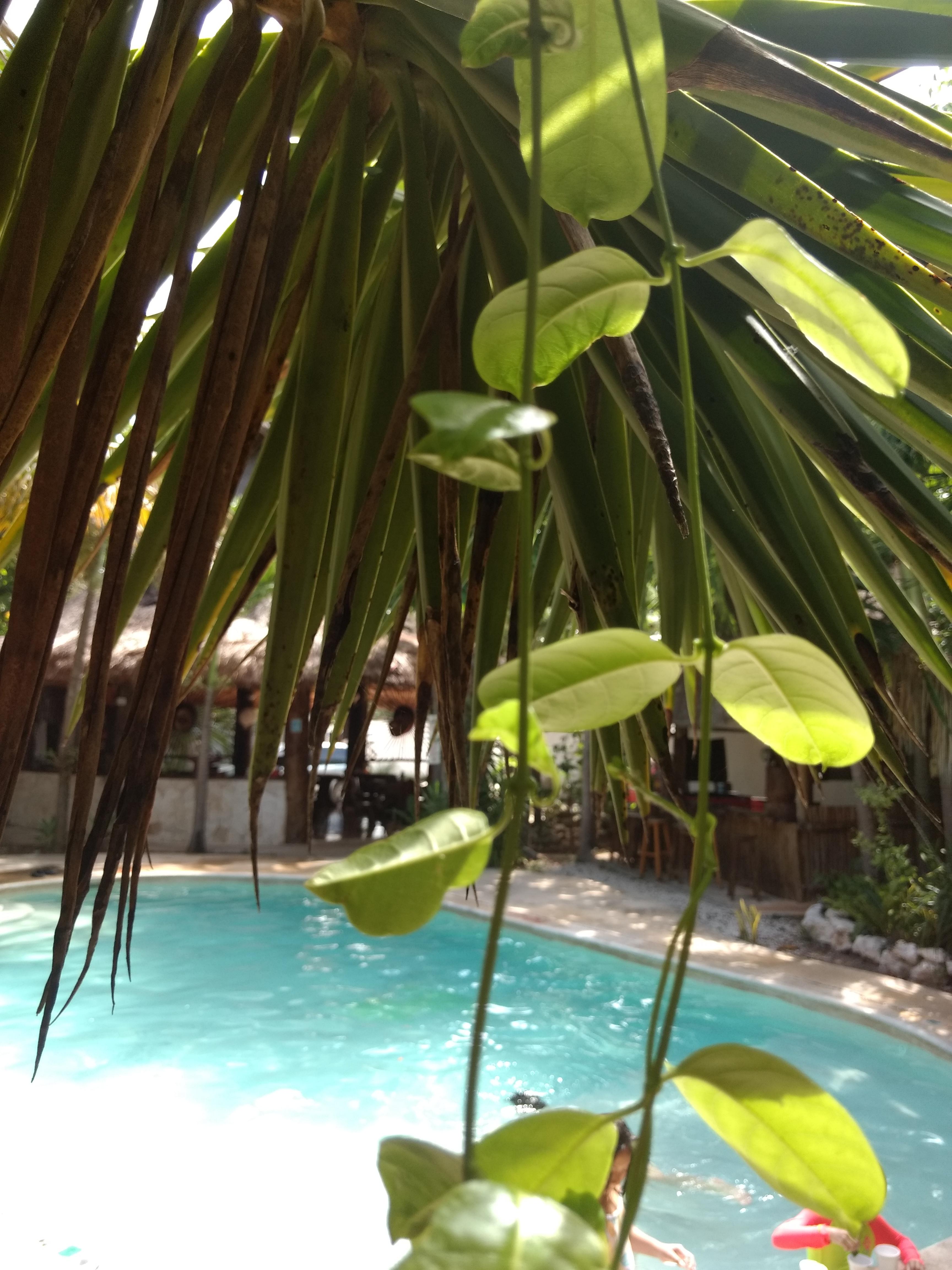 Green Tulum Cabanas & Gardens Exterior foto